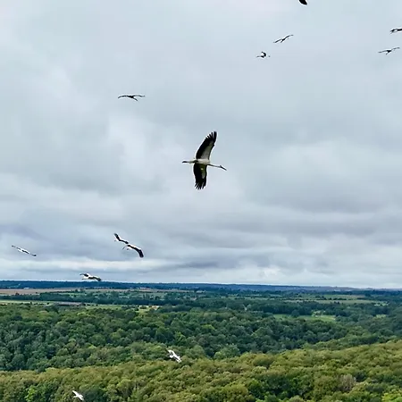 Ferienhaus Maison Dans Les Bois