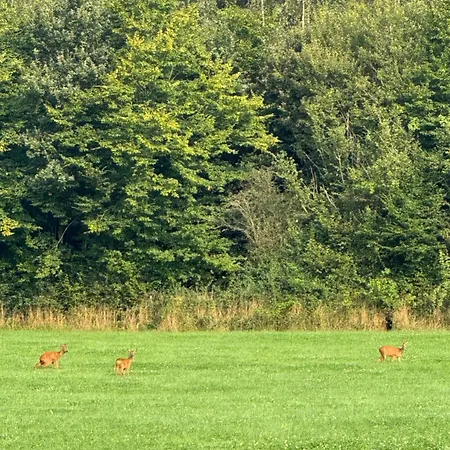 Ferienhaus Maison Dans Les Bois