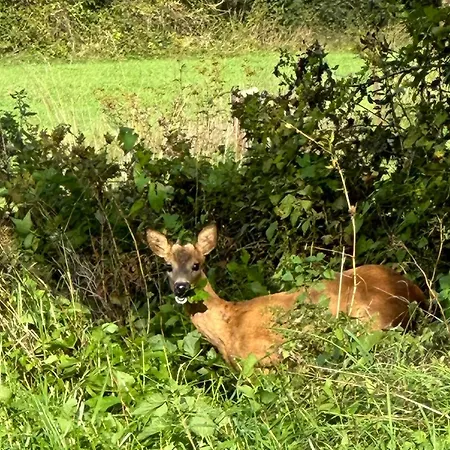 Maison Dans Les Bois Ferienhaus