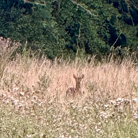 Dom wakacyjny Maison Dans Les Bois *
