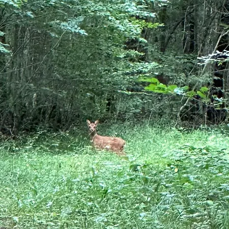 Maison Dans Les Bois Ferienhaus Couvin