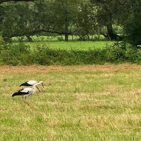 Maison Dans Les Bois *