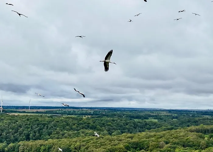 Vakantiehuis Maison Dans Les Bois