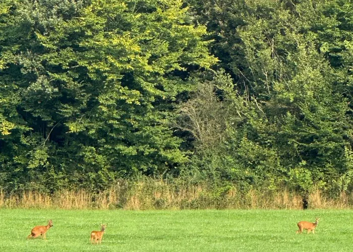 Dom wakacyjny Maison Dans Les Bois