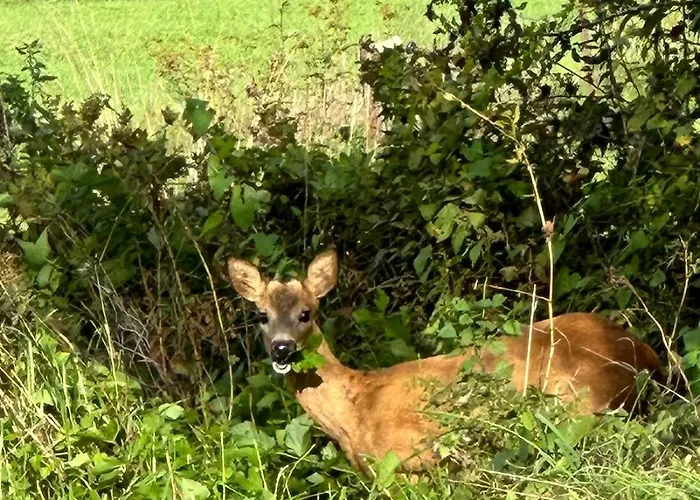 Maison Dans Les Bois Vakantiehuis