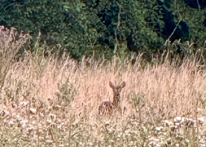 Vakantiehuis Maison Dans Les Bois *