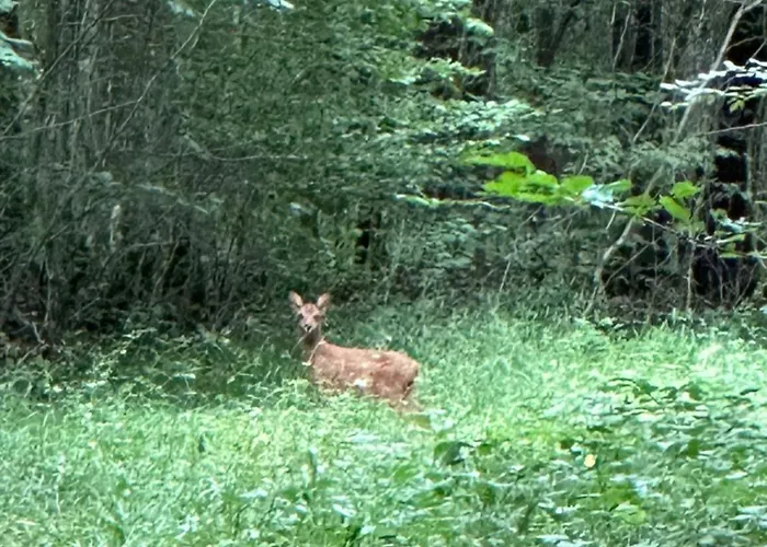 Maison Dans Les Bois Vakantiehuis Couvin