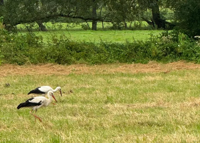 Maison Dans Les Bois *